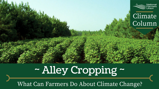 What Can Farmers Do About Climate Change? Alley Cropping