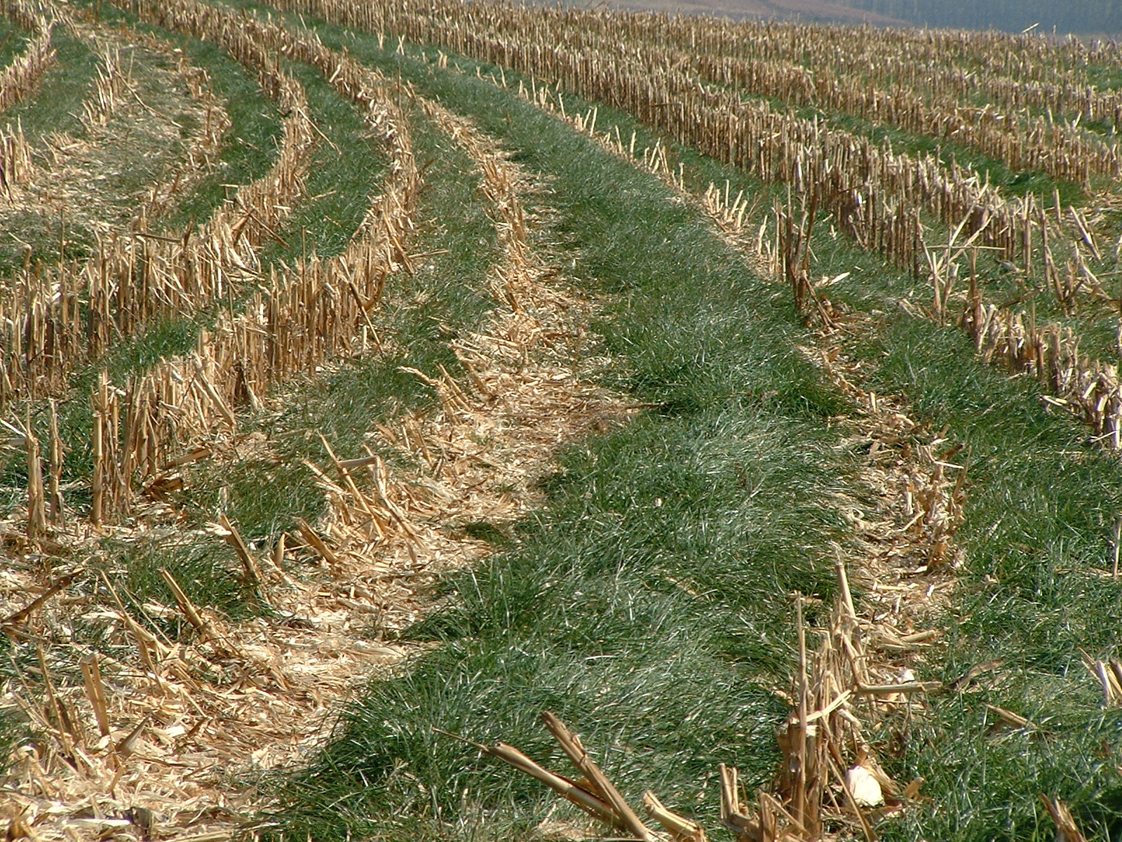 What Can Farmers Do About Climate Change? Cover Crops
