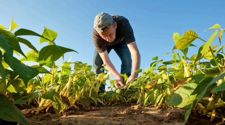 Organic Family Farmers Deserve Strong Standards and Enforcement