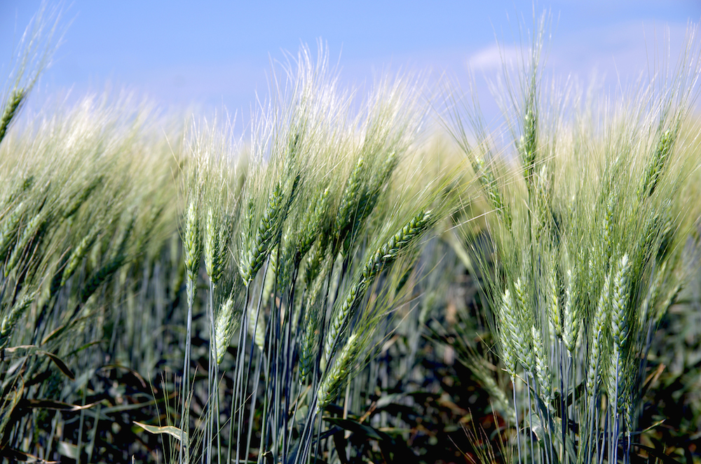 Amidst a Severe Economic Downturn for Farmers, Congress Must Create a Functional, Adequately Funded Farm Safety Net