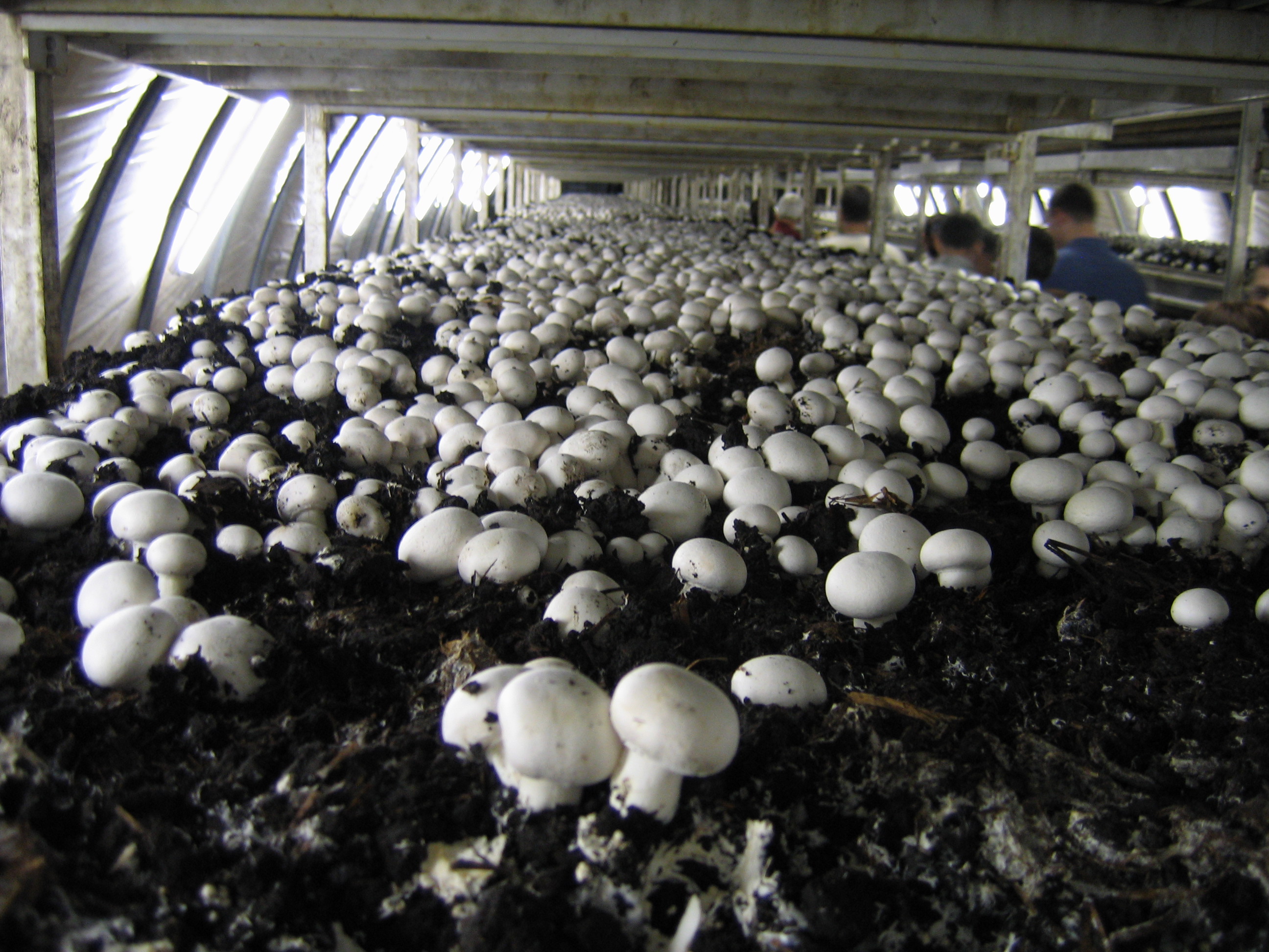Условия выращивания гриба шампиньоны. Грибоводство шампиньонов. Ферма шампиньонов вешенок. Грибная ферма шампиньоны. Грибы шампиньоны выращивание.