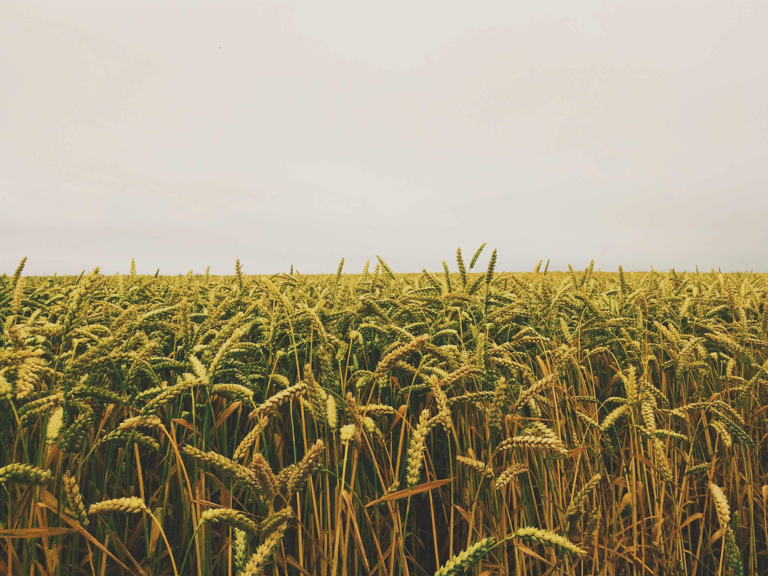 Access to Land: Leasing Farmland