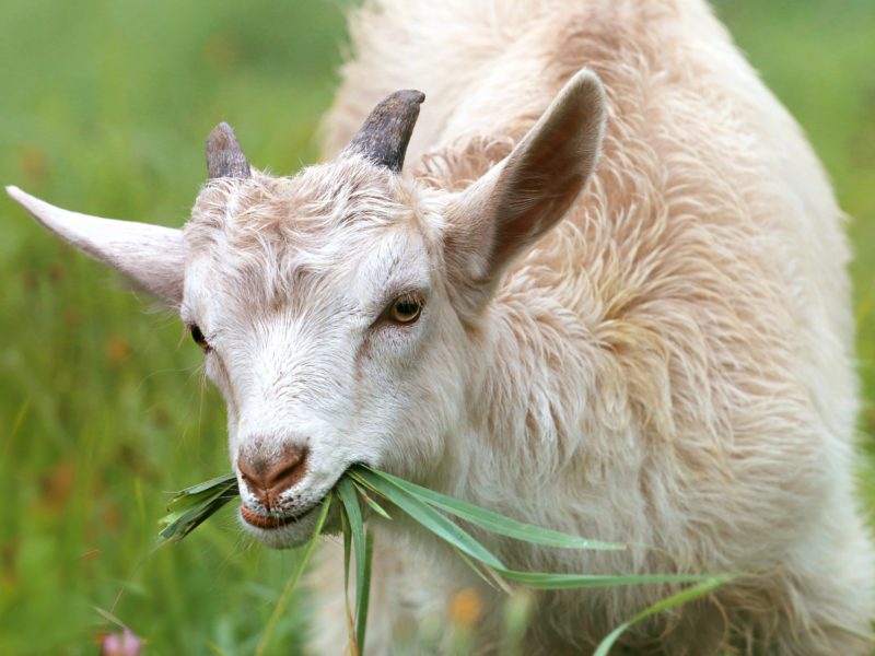 TUCCA Steers Food Safety Education in New Direction TUCCA Steers Food Safety Education in New Direction