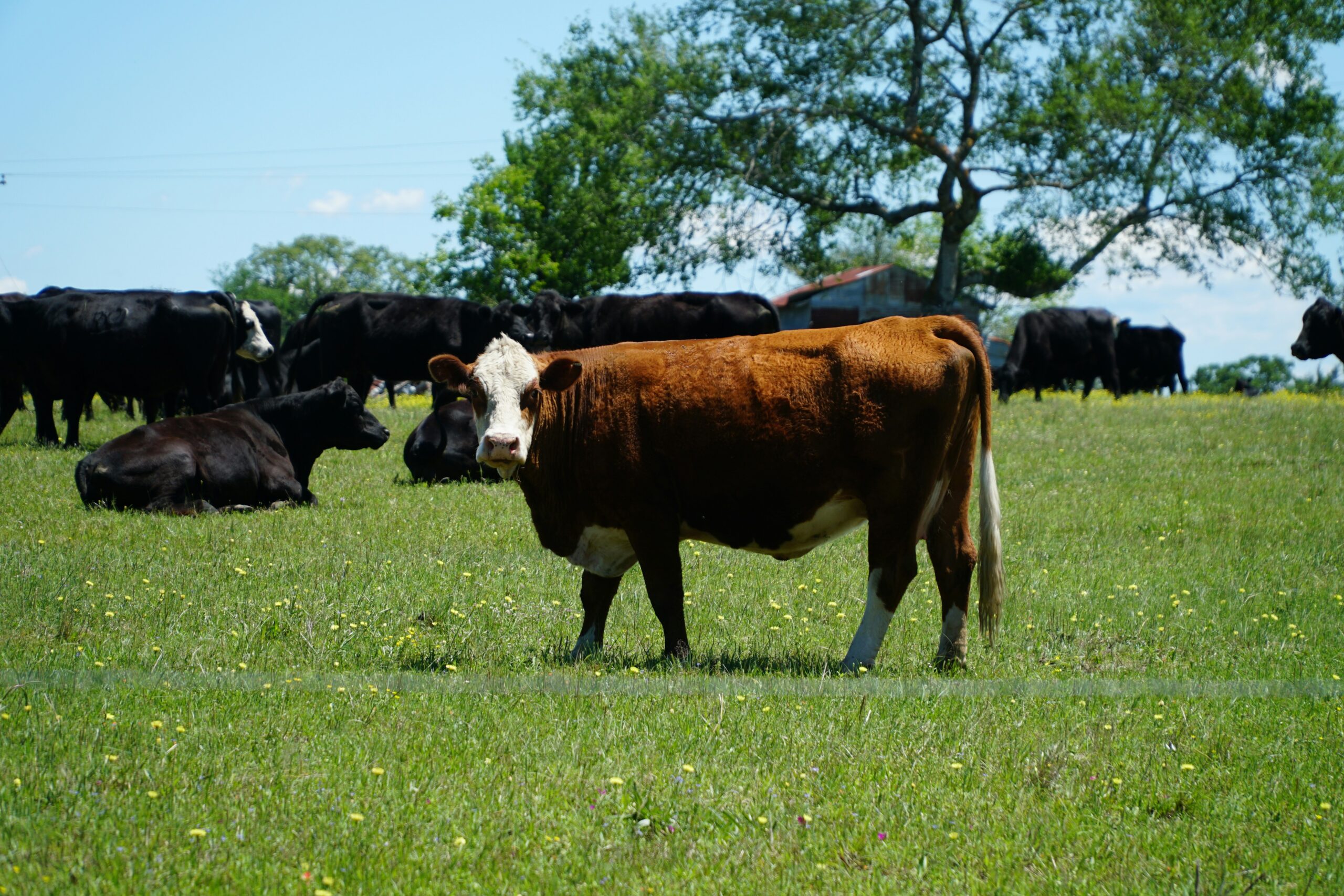 Ranchers Seek Approval of $83.5 Million Settlement with JBS in Cattle Antitrust Case