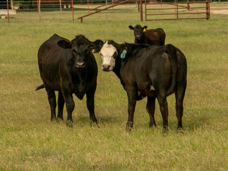 Claims Now Open in $83.5 Million Settlement with JBS in Cattle Antitrust Case